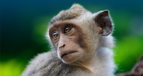 Protest Monkey Deaths During Transport