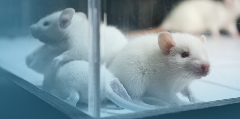 Funding Alternatives to Replace Animals in Research