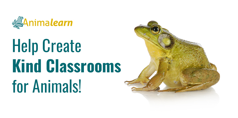 Help Create Kind Classrooms for Animals!