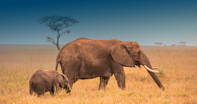 Historic UN Resolution Recognizes Animal Welfare