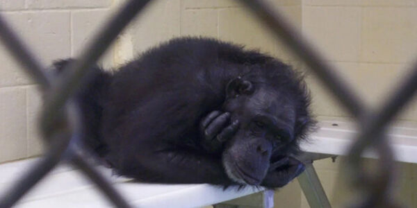Chimp
