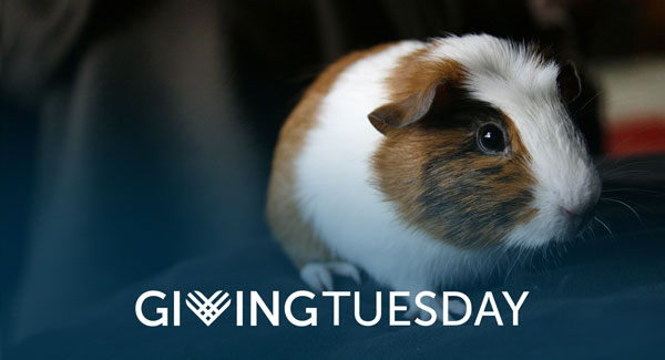 Giving Tuesday 2019