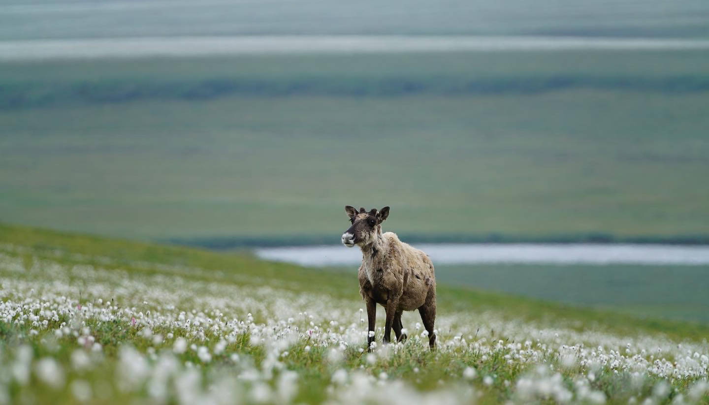 Protect Alaska Caribou and Gates of the Arctic National Preserve from Industrial Road