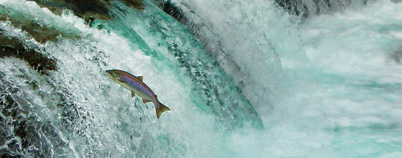 Salmon in waterfall