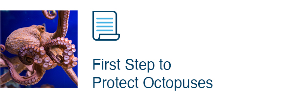 First Step to Protect Octopuses