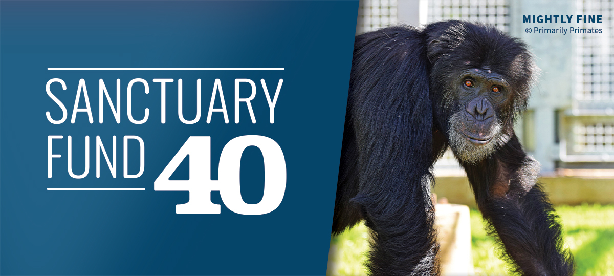 AAVS Celebrates 40 Years of Sanctuary Support