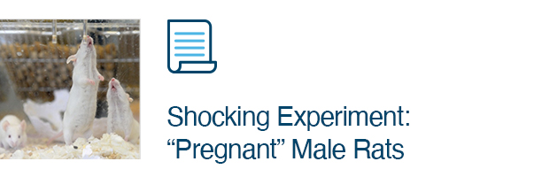 Shocking Experiment: “Pregnant” Male Rats