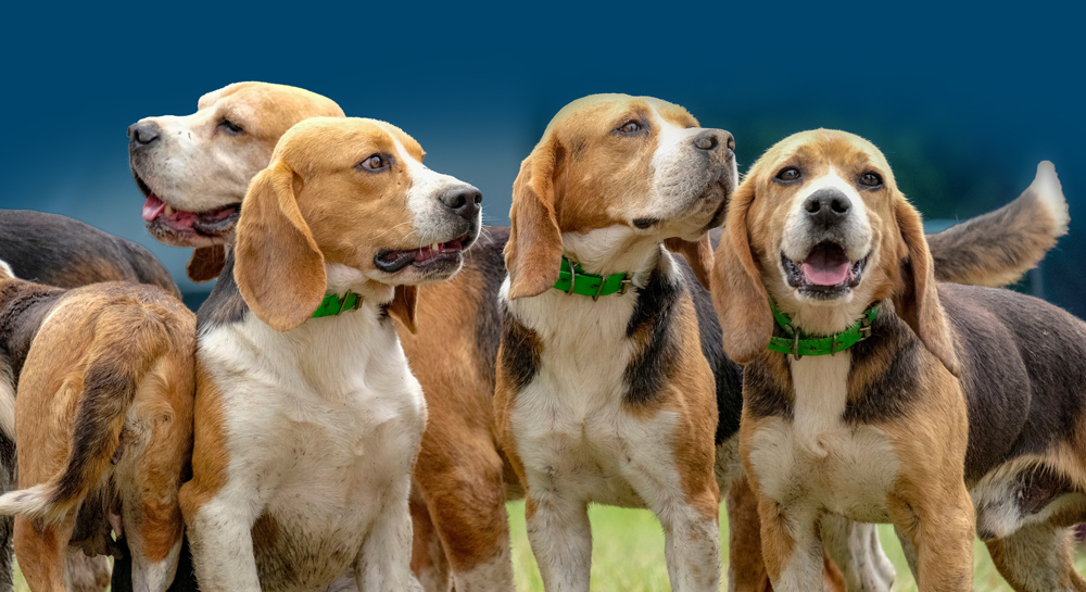 Don’t Let Them Reverse Animal Welfare Standards