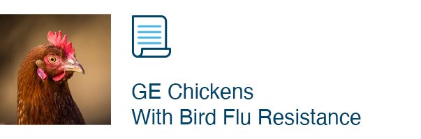 GE chickens with bird flu resistance