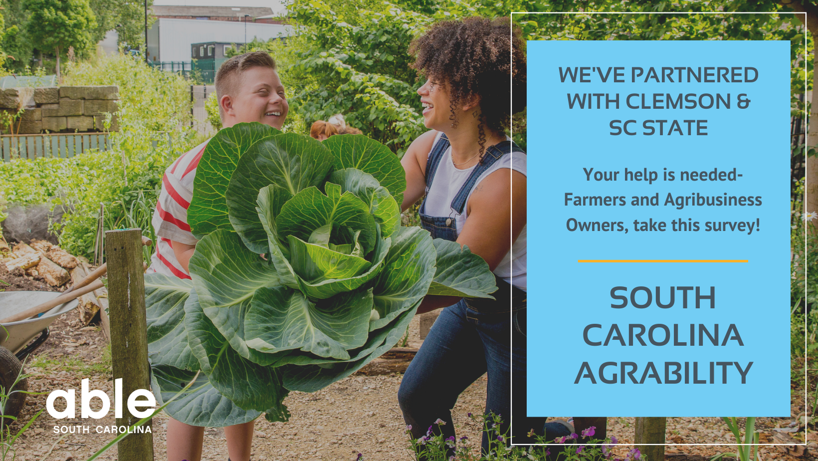 Graphic with blue box and gray text reading, 'We've partnered with Clemson & SC State, Your help is needed- Farmers and Agribusiness Owners, take this survey! South Carolina AgrAbility.' Text box is over darkened image of a white person with a developmental disability holding a giant cabbage on a plot. Able SC logo at base.