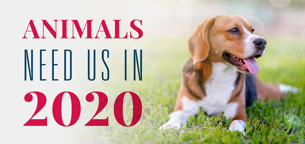 Animals Need Us in 2020