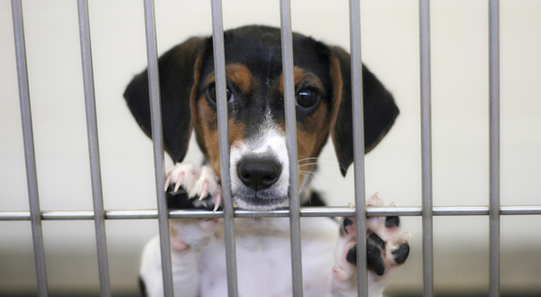Transparency Needed to Protect Animals