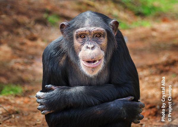 Amy from Project Chimps