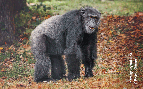 Kareem from Project Chimps