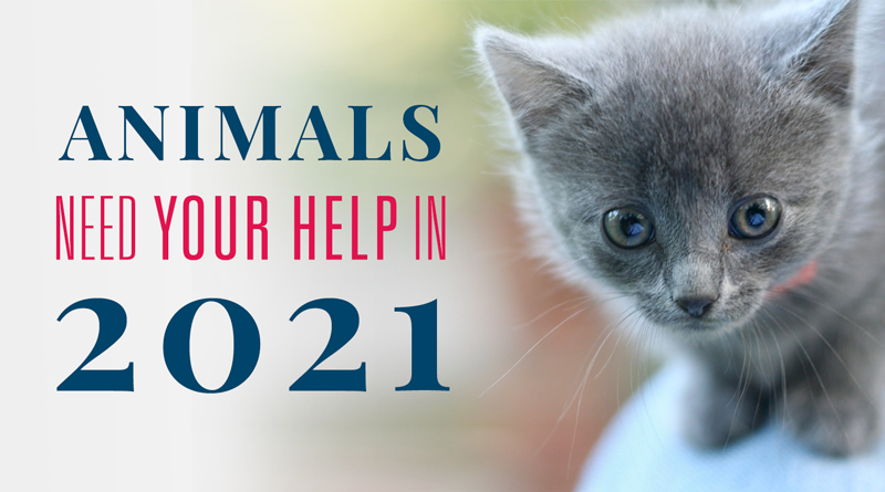 Animals Need Your Help in 2020