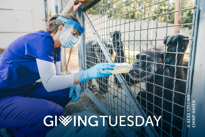 Giving Tuesday 2020