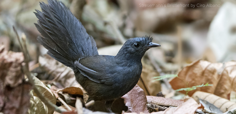 Stresemann's Bristlefront, Ciro Albano