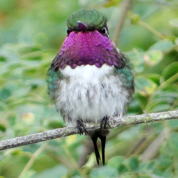 Esmeraldas Woodstar, Francisco Sornoza