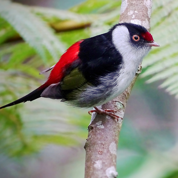 Pin-tailed Manakin, Aisse Gaertner