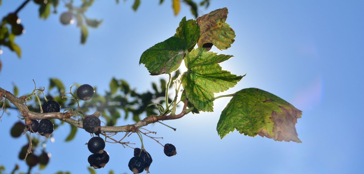 Leaves and berries on a tree dry in the sun