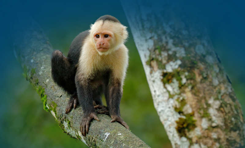 Support the Captive Primate Safety Act!