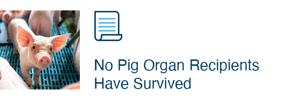 No Pig Organ Recipients Have Survived