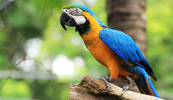 Macaw