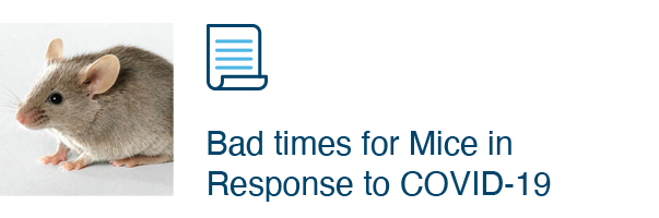 Bad times for Mice in Response to COVID-19