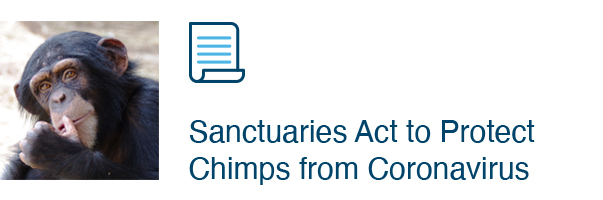 Sanctuaries Act to Protect Chimps from Coronavirus