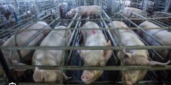 Pigs