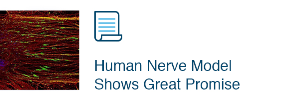 Human Nerve Model Shows Great Promise