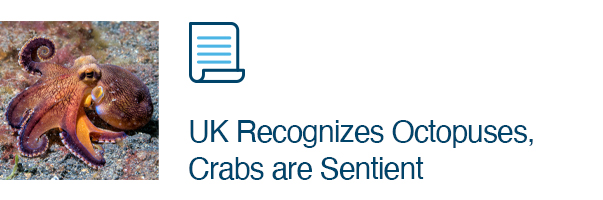 UK Recognizes Octopuses, Crabs are Sentient