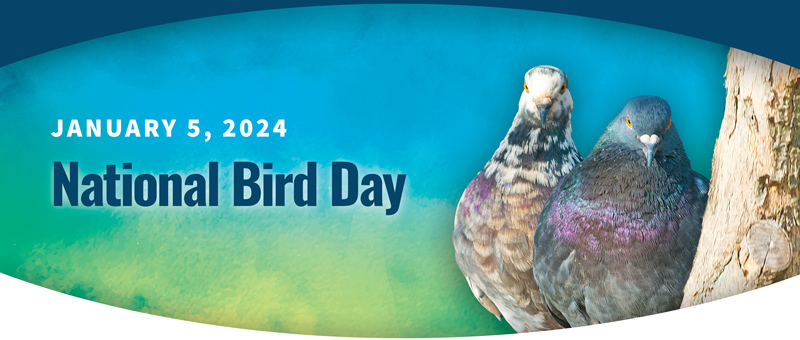 National Bird Day, January 5, 2023