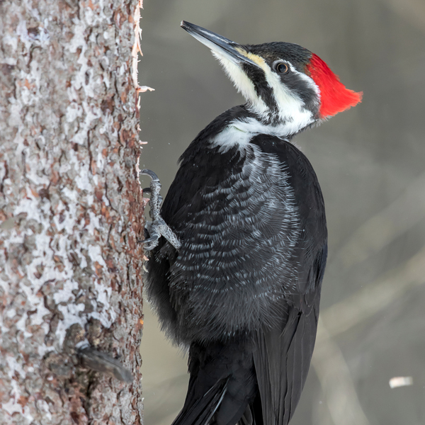 Pileated Woodpecker by ttp1001, Shutterstock