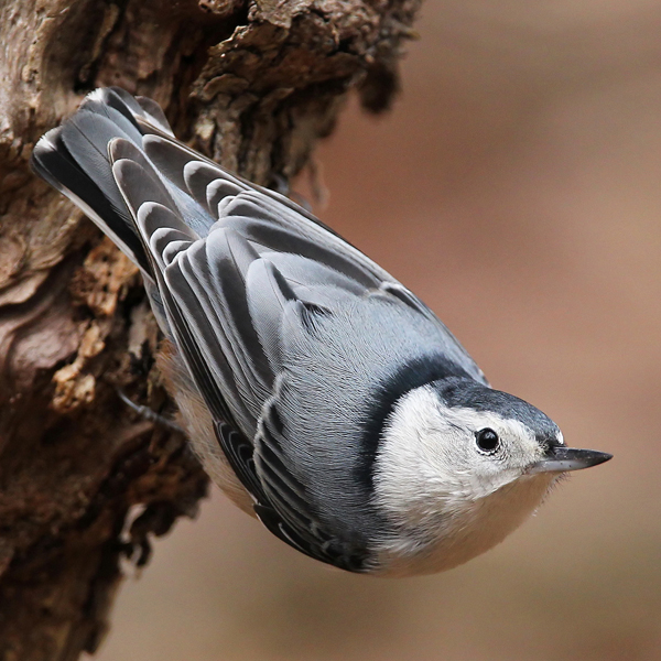 White-breasted Nuthatch by Betty Rizzotti