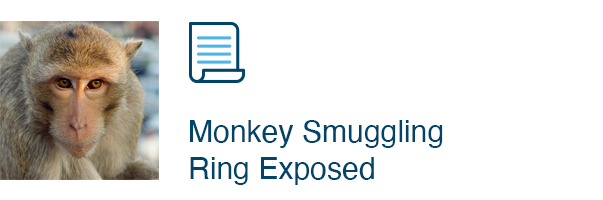 Monkey Smuggling Ring Exposed