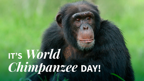 It’s World Chimpanzee Day!