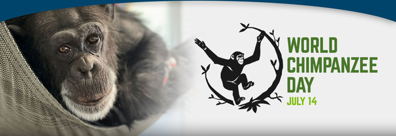 World Chimpanzee Day 2023