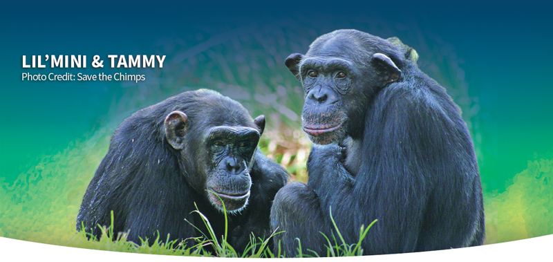 Celebrating Jane Goodall & Chimpanzees