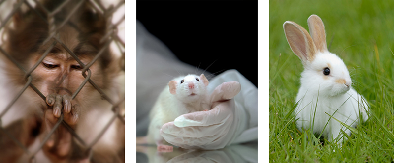 World Day for Animals in Labs