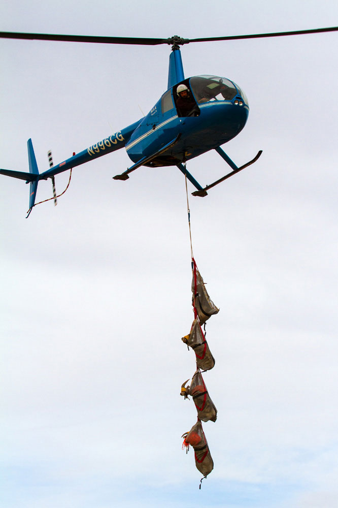 Captured bighorns.