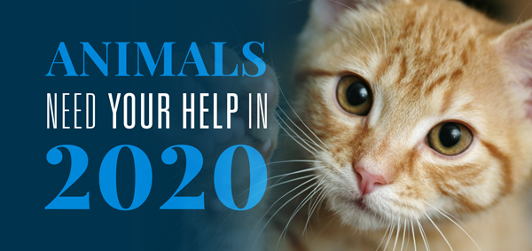 Animals Need Your Help in 2020