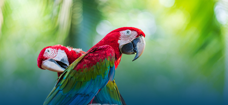 Macaw