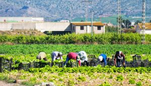 Farmworkers in Murcia, Spain.