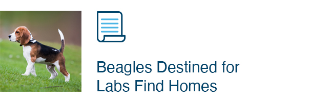 Beagles Destined for Labs Find Homes