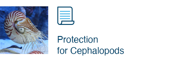 Protection for Cephalopods 