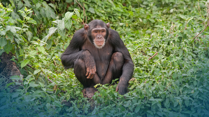 Tell Congress: NIH Bias Keeps Chimpanzees from Sanctuary!