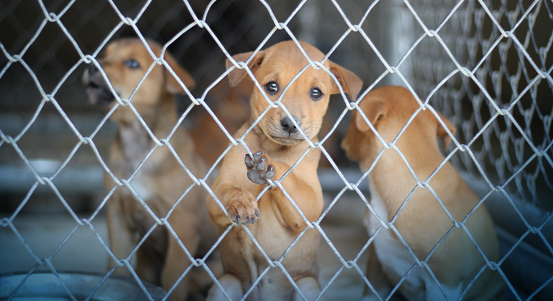 All Animal Welfare Violations Must Be Reported