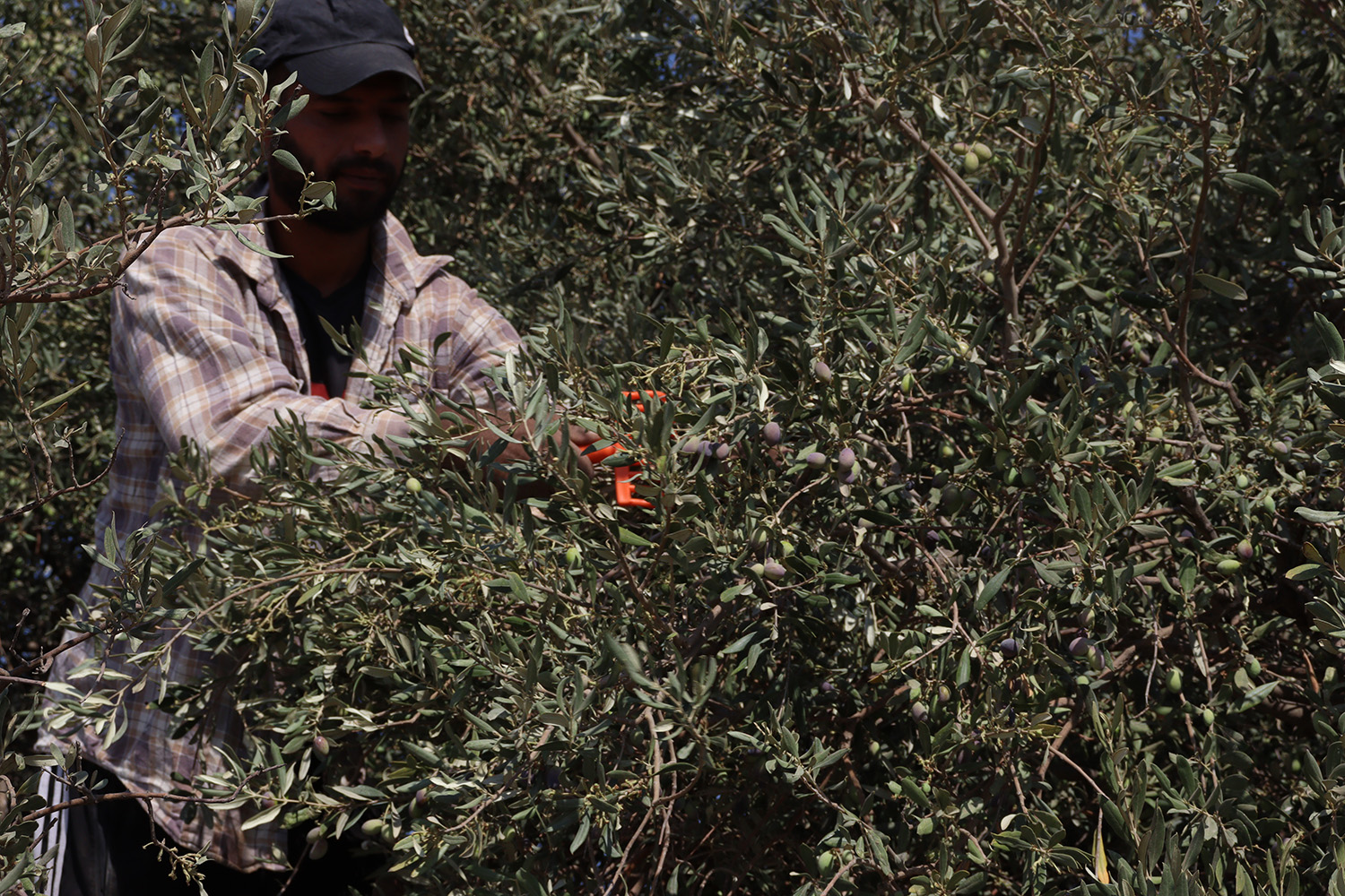 A Palestinian farmer harvests olives