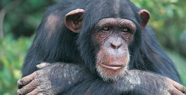 Take Action for Chimps